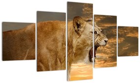 Kép - ordít, oroszlán (125x70cm)