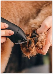 Poszterek 50x70 Kutya mancs hajvágás