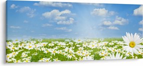 A virágzó rét százszorszépekkel képe (120x50 cm)