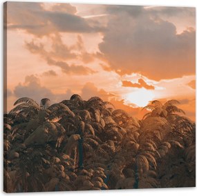 Vászonkép Fák Naplemente Felhők Égbolt 90X90 cm