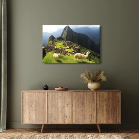 Kép - Lámák Machu Picchuban (90x60 cm)
