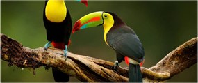 Ülő tukánok képe, Costa Rica (120x50 cm)