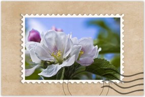 Poszter 60x40 Almafa virág