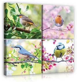 Vászonkép 4 darabos, Madarak 50x50 cm méretben