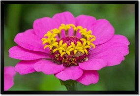 Poszterek keretben 60x40 Virágok