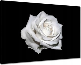 Vászonkép 100x70 Rózsa Virág Virágok Rózsa