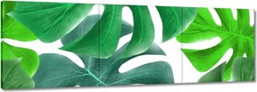 Vászonkép 150x50 Levelek Monstery Trópusok