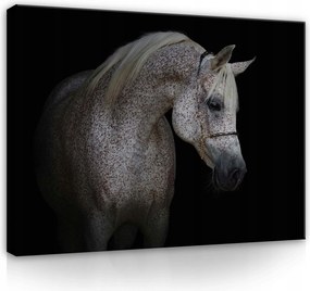 Vászonkép 80x60 Arab ló állat kecsesség erő portré elegancia szépség