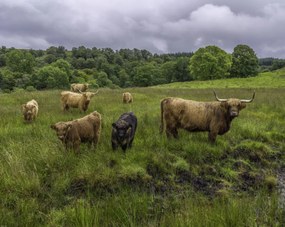 Poszter 76x60,5cm Highland fajtájú tehenek, Assaf Frank