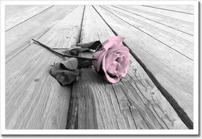 Poszter keretben 60x40 Púderrózsaszín Old pink Rose