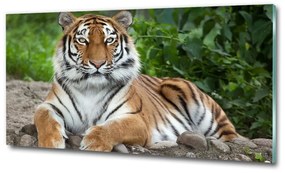 Üvegkép Szibériai tigris osh-129133169