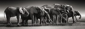 Elefánt Herd of Giants 1000 db-os panoráma Compact puzzle Clementoni