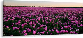 Kép - lila tulipánok rétje (120x50 cm)