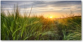 Fotó kép edzett üveg Búzamező 140x70