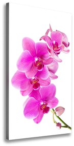Egyedi vászonkép Rózsaszín orchidea ocv-67673367
