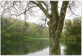 Poszterek 200x135 Fa Folyó Erdő