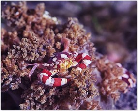 Poszterek 50x40 Kék tengeri világ