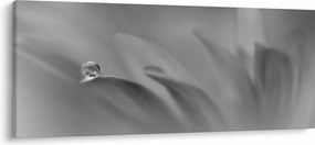 Kép - Csepp a virágon, fekete-fehér (120x50 cm)