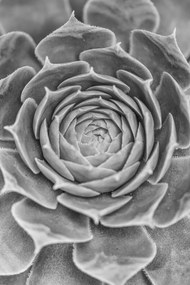 Poszter 61x91,5cm Közelkép pozsgásokról, Assaf Frank