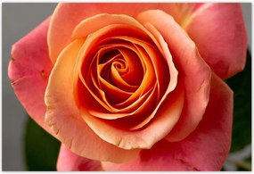 Poszterek 155x105 Rózsa Virág Virágok Rózsa