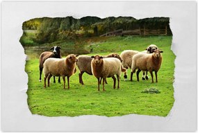 Poszterek 60x40 Juh legeltetés Bárányok