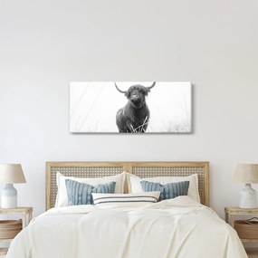 Kép - Skót tehén 4, fekete-fehér (120x50 cm)