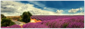 Fotótapéta flizelina 312x104 Levendula mező