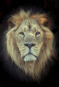 Poszter 61x90,5cm Oroszlánfej, Assaf Frank