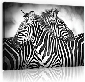 Vászonkép 80x60 Monokróm finomság Zebra pár minimalizmus stílusban