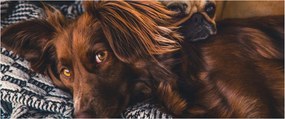 Egy kép fekvő kutyákról (120x50 cm)