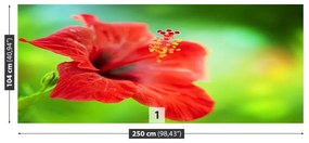 Fotótapéta piros hibiszkusz 104x70 cm