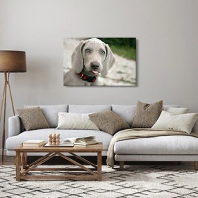 Kép - weimaraner kölyökkutya (90x60 cm)