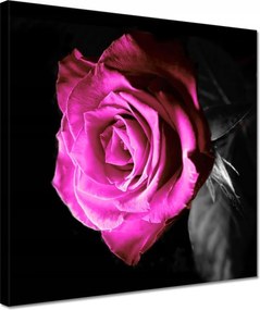 Vászonkép 30x30 Rózsa lila