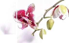 Orchidea virág képe (90x60 cm)