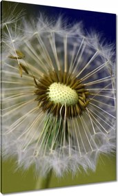 Vászonkép 70x100 Pitypang Virág Virágok