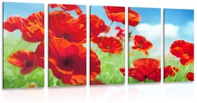 5-részes kép pipacs virágok a réten