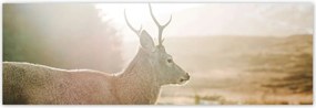 Poszterek 200x66 Szarvas felszarvazott