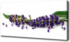 Canvas falikép Levendula 120x60 cm