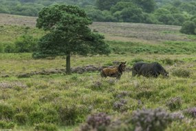 Poszter 30x20cm Vad lovak 2, Assaf Frank