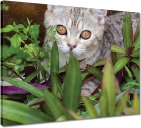 Vászonkép 50x40 Cica Cicák Macskák