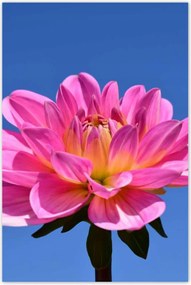 Poszterek 60x90 Dália