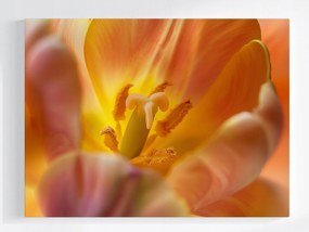 Poszter Virág Sárga Tulipán Természet Makro Fotó 100x75