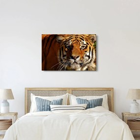 Tigris képe (90x60 cm)