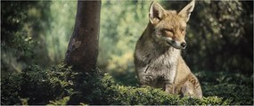 Róka képe (120x50 cm)