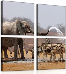 Vászonkép 50x50 Afrika szavanna elefánt zebra állatok természet nyugalom erő
