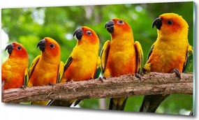 Fotó-üvegkép Papagájok az ágon 125x50