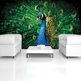 Fotótapéta - Páva (152,5x104 cm)