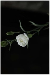 Poszterek 80x120 Fehér szegfű virágok