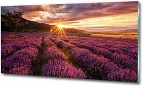 Fotó kép edzett üveg Levendula mező 100x70