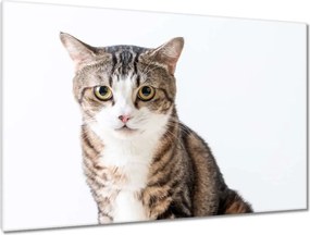 Képek 120x80 Cica Cicák